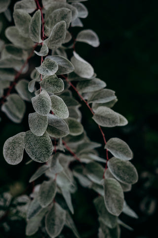 Sage