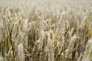 The Oat Collection